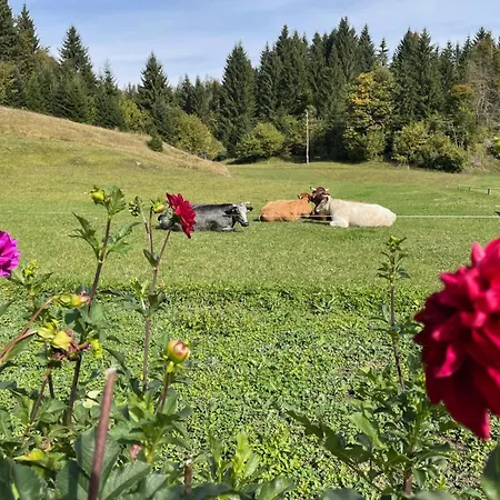 Romantic Forest House * Tršće